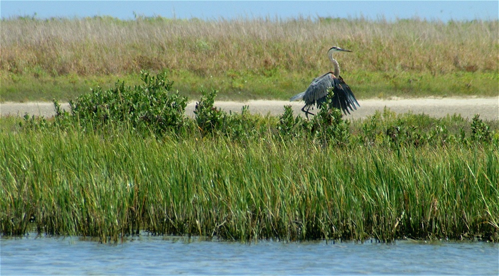(12) Dscf1877 (great blue heron).jpg   (1000x553)   285 Kb                                    Click to display next picture